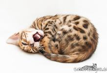 Bengal Kitten